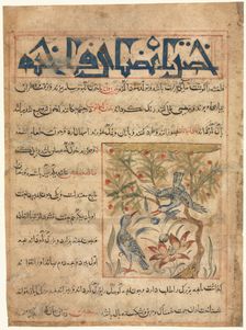 Qualities of Ringdoves (recto) from a Manafi al-Hayawan (On the Usefulness of Animals)…, c. 1300. Creator: Unknown