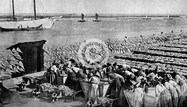 Quantities of codfish drying in the sun at Aveiro by the mouth of the Vouga, Portugal, c1930s. Artist: AW Cutler