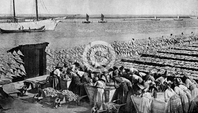 Quantities of codfish drying in the sun at Aveiro by the mouth of the Vouga, Portugal, c1930s. Artist: AW Cutler