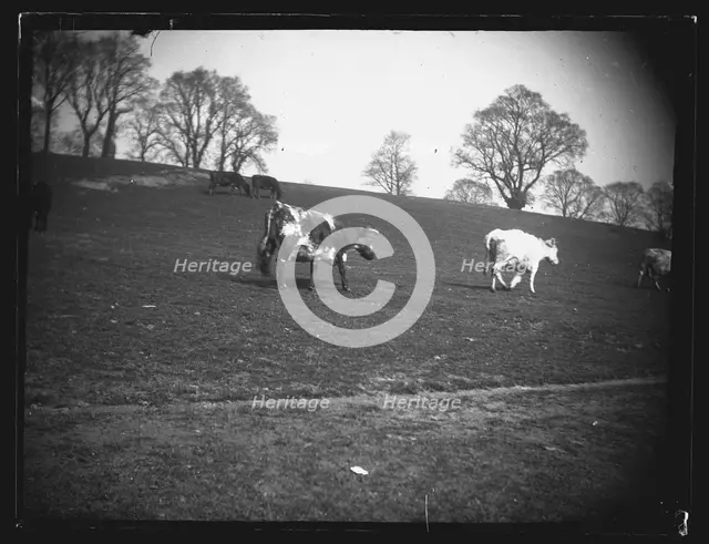 Quarry Field, Rumney, Cardiff, 1892. Creator: William Booth.