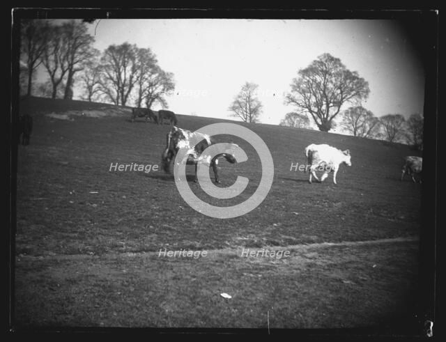 Quarry Field, Rumney, Cardiff, 1892. Creator: William Booth.