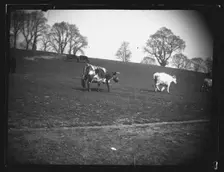 Quarry Field, Rumney, Cardiff, 1892. Creator: William Booth