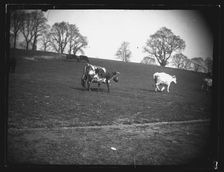 Quarry Field, Rumney, Cardiff, 1892. Creator: William Booth