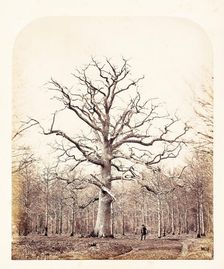 Queen Anne's Oak, 1864. Creator: James Sinclair, Earl of Caithness