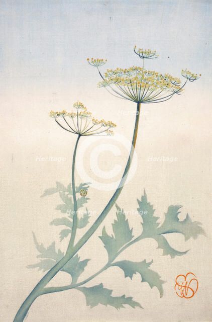 Queen Anne's Lace, about 1908. Creator: Wilhelmina Seegmiller.