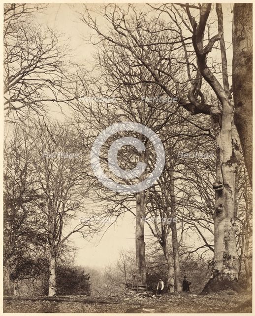 Queen Adelaide's Beech, 1864. Creators: James Sinclair, Earl of Caithness, William Samuel Bambridge.