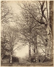 Queen Adelaide's Beech, 1864. Creators: James Sinclair, Earl of Caithness, William Samuel Bambridge