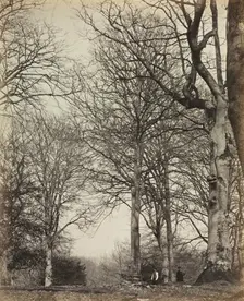 Queen Adelaide's Beech, before 1864. Creator: James Sinclair, 14th Earl of Caithness (British, 1821-1881); William Bambridge (British, 1819-1879), or ; Longman, Green, Longman, Roberts & Green
