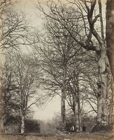 Queen Adelaide's Beech, before 1864. Creator: James Sinclair, 14th Earl of Caithness (British, 1821-1881); William Bambridge (British, 1819-1879), or ; Longman, Green, Longman, Roberts & Green
