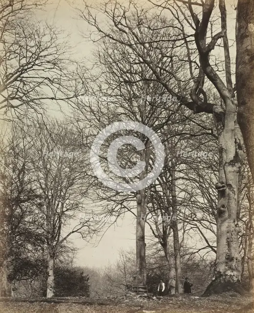 Queen Adelaide's Beech, before 1864. Creator: James Sinclair, 14th Earl of Caithness (British, 1821-1881); William Bambridge (British, 1819-1879), or ; Longman, Green, Longman, Roberts & Green.