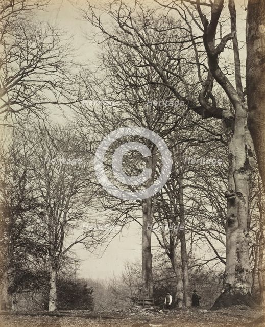 Queen Adelaide's Beech, before 1864. Creator: James Sinclair, 14th Earl of Caithness (British, 1821-1881); William Bambridge (British, 1819-1879), or ; Longman, Green, Longman, Roberts & Green.