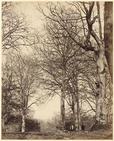 Queen Adelaide's Beech, 1864. Creators: James Sinclair, Earl of Caithness, William Samuel Bambridge