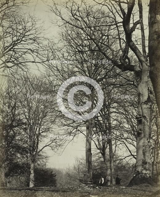 Queen Adelaide's Beech, before 1864. Creator: James Sinclair, 14th Earl of Caithness (British, 1821-1881); William Bambridge (British, 1819-1879), or ; Longman, Green, Longman, Roberts & Green.