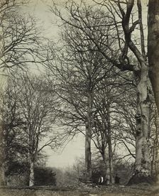 Queen Adelaide's Beech, before 1864. Creator: James Sinclair, 14th Earl of Caithness (British, 1821-1881); William Bambridge (British, 1819-1879), or ; Longman, Green, Longman, Roberts & Green