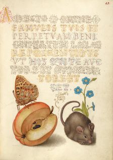 Queen of Spain Fritillary, Apple, Mouse, and Creeping Forget..., 1561-2; illumination added 1591-6. Creator: Joris Hoefnagel
