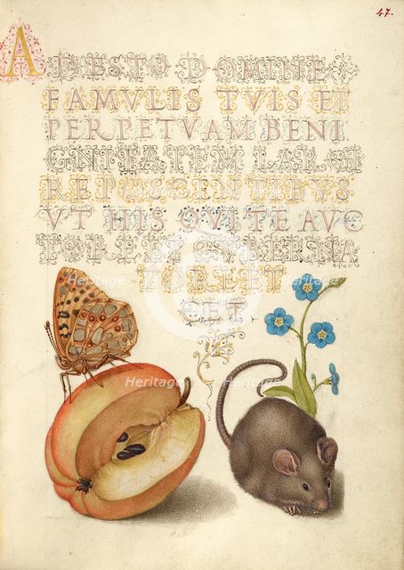 Queen of Spain Fritillary, Apple, Mouse, and Creeping Forget..., 1561-2; illumination added 1591-6. Creator: Joris Hoefnagel.