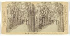 Queen Mary's Bower, Hampton Court, London, England, 1892. Creator: Underwood & Underwood