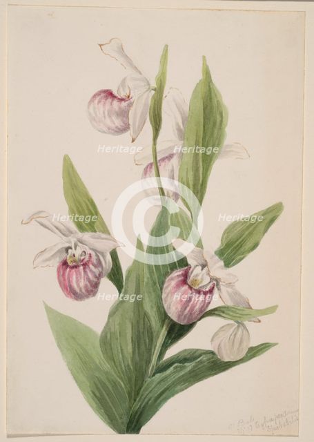 Queen's Slipper (Cypripedium reginae), 1897. Creator: Mary Vaux Walcott.
