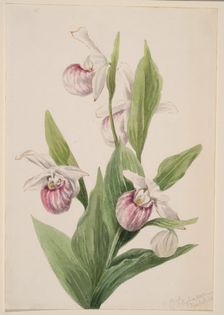 Queen's Slipper (Cypripedium reginae), 1897. Creator: Mary Vaux Walcott