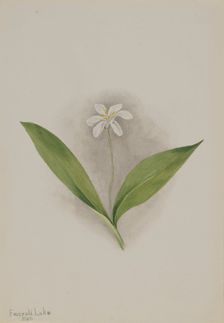 Queencup (Clintonia uniflora), 1902. Creator: Mary Vaux Walcott