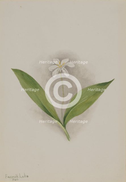 Queencup (Clintonia uniflora), 1902. Creator: Mary Vaux Walcott.