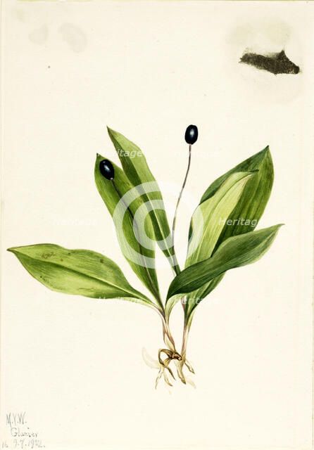 Queencup (Clintonia uniflora), 1922. Creator: Mary Vaux Walcott.