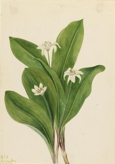 Queencup (Clintonia uniflora), 1924. Creator: Mary Vaux Walcott