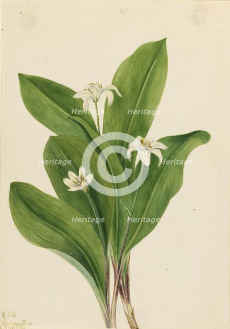 Queencup (Clintonia uniflora), 1924. Creator: Mary Vaux Walcott.