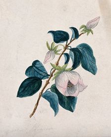 Queens flower: flowering stem. Creator: Unknown