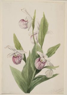 Queen's Slipper (Cypripedium reginae), 1897. Creator: Mary Vaux Walcott