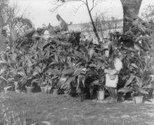Quentin Roosevelt, 1901. Creator: Frances Benjamin Johnston