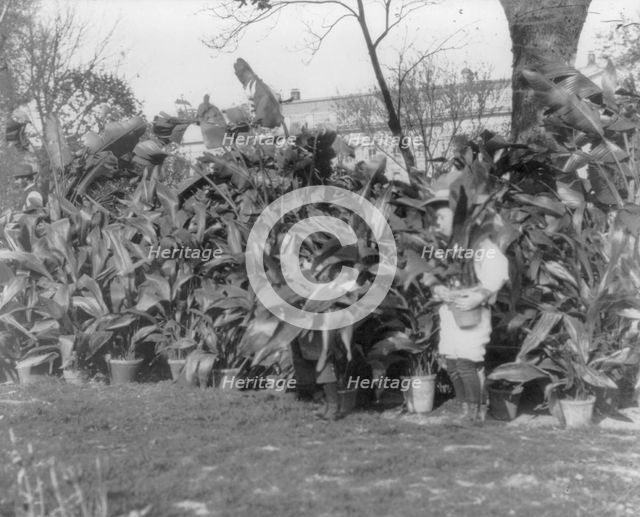 Quentin Roosevelt, 1901. Creator: Frances Benjamin Johnston.