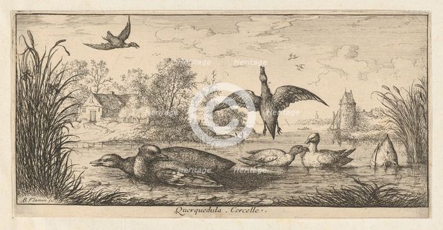 Querquedula, Cercelle (The Teal): Livre d'Oyseaux (Book of Birds), 1655-1660. Creator: albert flamen.