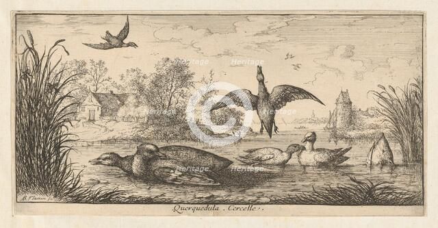 Querquedula, Cercelle (The Teal): Livre d'Oyseaux (Book of Birds), 1655-1660. Creator: albert flamen.