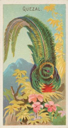 Quetzal, from the Birds of the Tropics series (N5) for Allen & Ginter Cigarettes Brands, 1889. Creator: Allen & Ginter