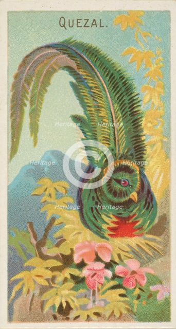 Quetzal, from the Birds of the Tropics series (N5) for Allen & Ginter Cigarettes Brands, 1889. Creator: Allen & Ginter.