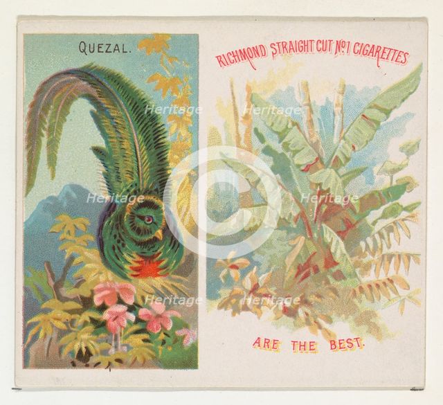 Quezal, from Birds of the Tropics series (N38) for Allen & Ginter Cigarettes, 1889. Creator: Allen & Ginter.