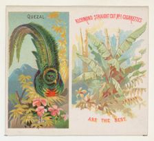 Quezal, from Birds of the Tropics series (N38) for Allen & Ginter Cigarettes, 1889. Creator: Allen & Ginter