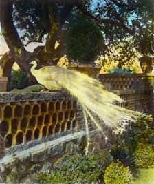 "Quiet Corner," John Wesley Baxter, Dublin and Hill Roads, Greenwich, Connecticut, 1920. Creator: Frances Benjamin Johnston