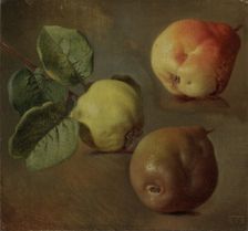 Quince, 1853
