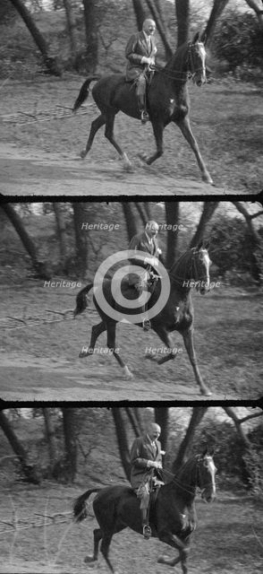 Rothbart, Albert, Mr., on horseback, between 1920 and 1935. Creator: Arnold Genthe.