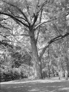Rothbart, Albert, Mr., grounds, between 1920 and 1935. Creator: Arnold Genthe