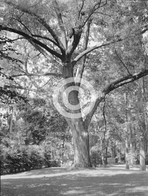 Rothbart, Albert, Mr., grounds, between 1920 and 1935. Creator: Arnold Genthe.