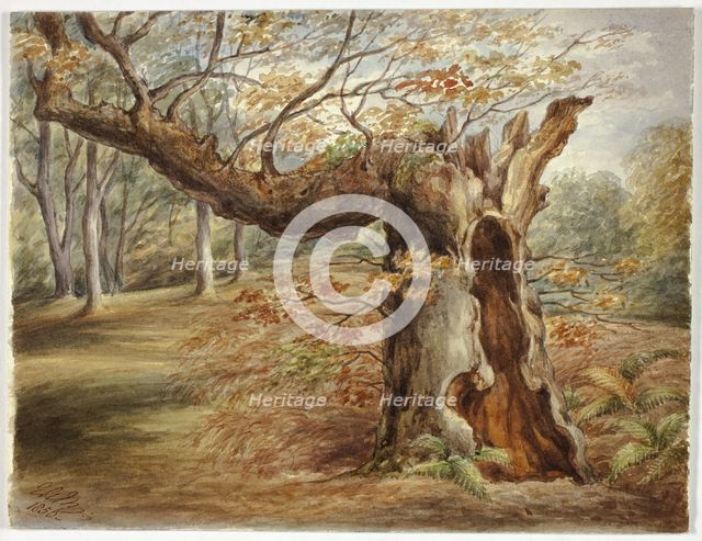 Rotting Tree, 1850. Creator: Elizabeth Murray.