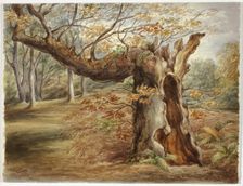 Rotting Tree, 1850. Creator: Elizabeth Murray