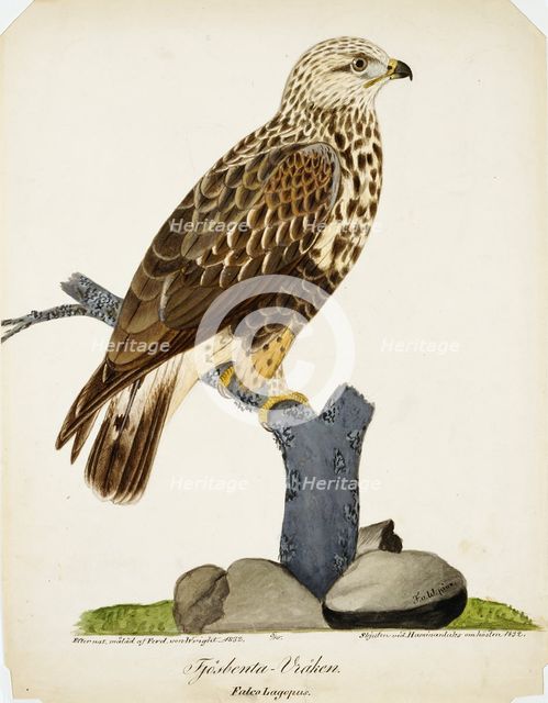Rough-Legged Buzzard, 1832. Creator: Ferdinand von Wright.