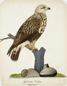 Rough-Legged Buzzard, 1832. Creator: Ferdinand von Wright