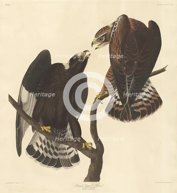 Rough-legged Falcon, 1838. Creator: Robert Havell.