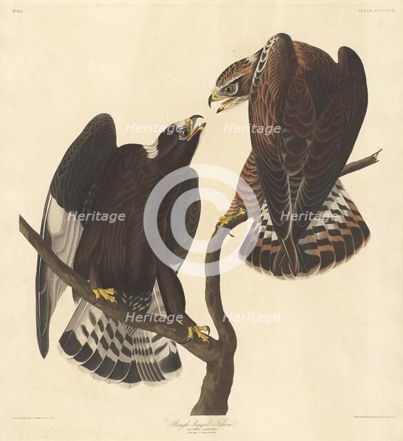 Rough-legged Falcon, 1838. Creator: Robert Havell.