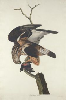 Rough-legged Falcon, 1833. Creator: Robert Havell